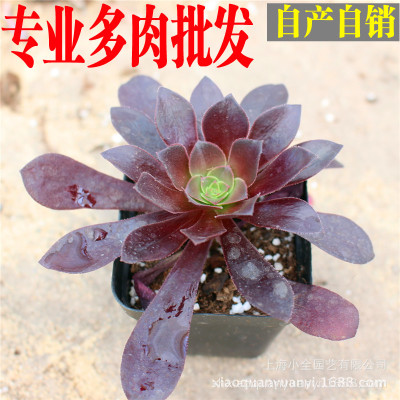 小全園藝 多肉植物批發(fā)【紫羊絨】4-6cm帶盆發(fā)貨