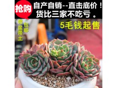 上海小全多肉批發(fā) 特賣(mài)【多款可選】多肉植物盆栽批發(fā)圖1