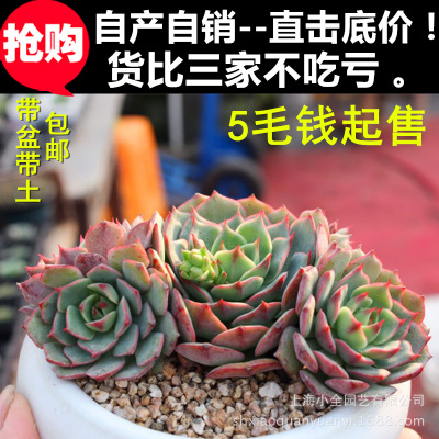 上海小全多肉批發(fā) 特賣【多款可選】多肉植物盆栽批發(fā)