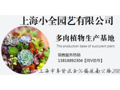 上海小全多肉批發(fā) 特賣(mài)【多款可選】多肉植物盆栽批發(fā)圖2