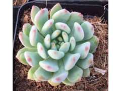 多肉植物 多肉植物批發(fā) 多肉盆栽 多肉基地直圖1
