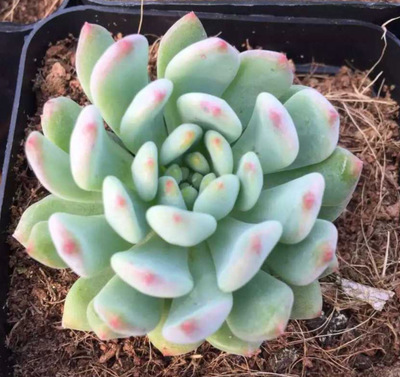 多肉植物 多肉植物批發(fā) 多肉盆栽 多肉基地直