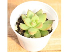 多肉植物 多肉植物批發(fā) 多肉盆栽 多肉基地直圖2