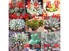 多肉植物 多肉植物批發(fā) 多肉盆栽 多肉基地直圖3