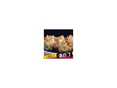 多肉植物含盆12公分大尺寸發(fā)貨群生多頭多肉批發(fā)圖1