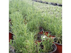 產(chǎn)地直銷低價優(yōu)質(zhì)常綠提神可食用芳香植物直立迷迭香小盆栽批發(fā)圖1