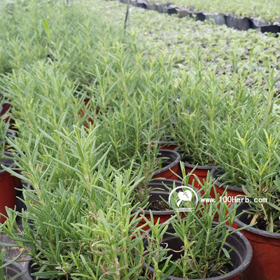 產(chǎn)地直銷低價優(yōu)質(zhì)常綠提神可食用芳香植物直立迷迭香小盆栽批發(fā)