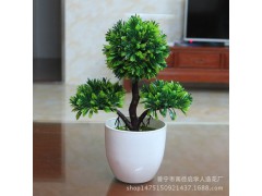 迷你三叉迎客松桌擺件小盆栽圖1