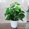 仿真植物盆景小綠植盆栽創(chuàng)意擺件塑料辦公室假綠蘿仿真雞心葉套裝