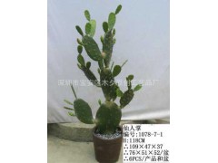 新款仙人掌圖1