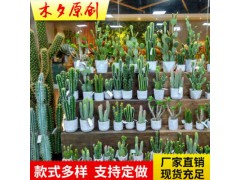 新款仙人掌圖2