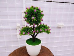 叉幸運樹草球盆景辦公桌專用小盆景 花卉盆栽圖1