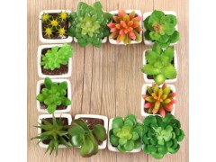 室內花卉盆栽盆景家居裝飾擺件圖2