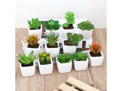 室內花卉盆栽盆景家居裝飾擺件圖3