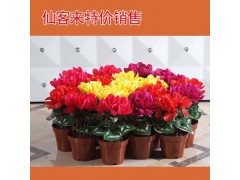 仙客來(lái)圖1