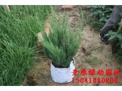 偃柏容器苗 綠籬苗 珍貴苗木 綠化苗木 新型建材網(wǎng)圖1