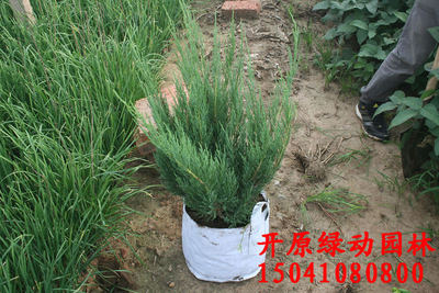 偃柏容器苗 綠籬苗 珍貴苗木 綠化苗木 新型建材網(wǎng)