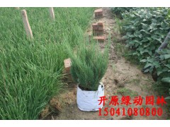 偃柏容器苗 綠籬苗 珍貴苗木 綠化苗木 新型建材網(wǎng)圖2