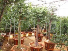 大樹(shù)紅豆杉|樹(shù)樁紅豆杉|五針?biāo)膳杈暗让F花草圖1
