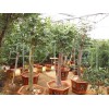 大樹紅豆杉|樹樁紅豆杉|五針?biāo)膳杈暗让F花草