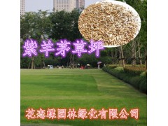庭院公園小區(qū)綠化專用草坪 耐寒 耐熱 耐踐踏草坪圖1