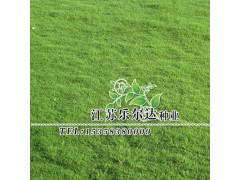 天堂草草籽 草坪花籽 公園綠化 矮生草坪 護坡草坪籽圖1