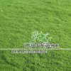 天堂草草籽 草坪花籽 公園綠化 矮生草坪 護坡草坪籽