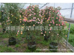 藤本月季 薔薇花苗 庭院攀援 重瓣多花 別墅露天花卉圖1