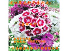 美國石竹 花草 四季可播易種室內陽臺盆栽花卉植物圖1