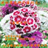 美國(guó)石竹 花草 四季可播易種室內(nèi)陽(yáng)臺(tái)盆栽花卉植物