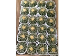 多肉植物盆栽 防輻射 室內(nèi)花卉 凈化空氣圖1