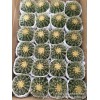 多肉植物盆栽 防輻射 室內(nèi)花卉 凈化空氣