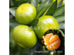 果樹苗木 嫁接品種之溫州蜜橘苗 小果型水果品種圖1