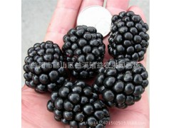 庭院爬藤類種植植物 智利黑樹(shù)莓苗 樹(shù)莓苗圖1