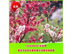 綠化櫻花 直銷日本櫻花 晚櫻花 專業(yè)培育櫻花圖1