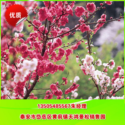綠化櫻花 直銷日本櫻花 晚櫻花 專業(yè)培育櫻花