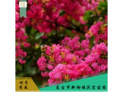 紅色紫薇觀賞花木 綠林防護歡迎選購 園林花木圖1