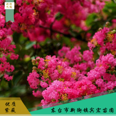 紅色紫薇觀賞花木 綠林防護(hù)歡迎選購 園林花木