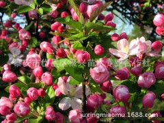 西府海棠 北美海棠 嫁接西府海棠 當(dāng)年開花圖1