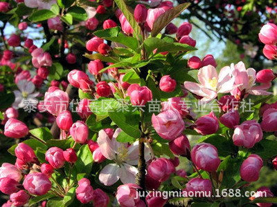 西府海棠 北美海棠 嫁接西府海棠 當(dāng)年開花