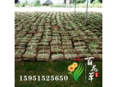 馬尼拉草坪皮 果嶺草 四季青 工程綠化成活率高圖1