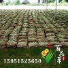 馬尼拉草坪皮 果嶺草 四季青 工程綠化成活率高