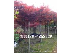 落葉灌木 紅楓 觀賞花木 新型建材網 新型園林圖1