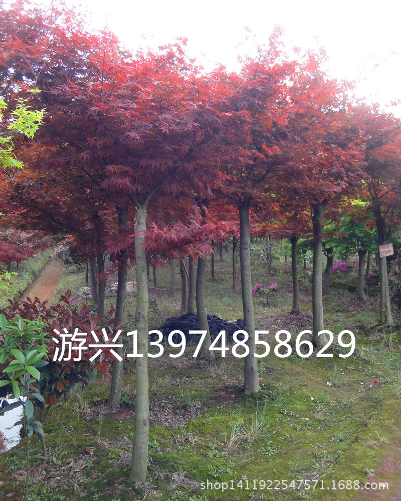 落葉灌木 紅楓 觀賞花木 新型建材網(wǎng) 新型園林