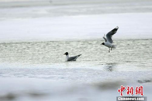 兩只灰雁在可可西里無(wú)人區(qū)多格錯(cuò)仁附近的冰河中嬉戲。中新社記者武仲林?jǐn)z