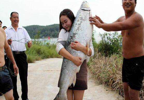 河南捕魚(yú)者布陣捉"魚(yú)王" 魚(yú)和人一樣高