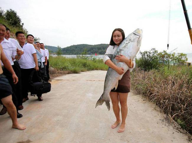 河南捕魚(yú)者布陣捉"魚(yú)王" 魚(yú)和人一樣高