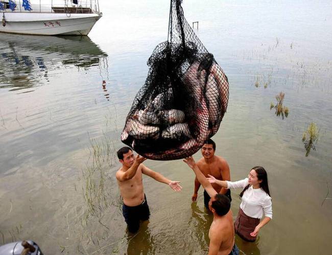 捕魚(yú)者布下&ldquo;迷魂陣&rdquo;捉住一人高&ldquo;魚(yú)王&rdquo;，開(kāi)來(lái)起重機(jī)釣魚(yú)，將一網(wǎng)大魚(yú)吊至板車(chē)上拉走，現(xiàn)場(chǎng)引民眾圍觀合影。