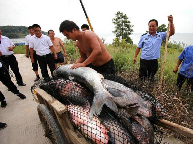 據(jù)了解，這種捉魚(yú)的&ldquo;迷魂陣&rdquo;是倒關(guān)門(mén)，魚(yú)是只能進(jìn)不能出，進(jìn)去后就迷路，有去無(wú)回。