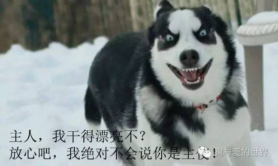 二哈的世界，正常人根本無(wú)法融入！